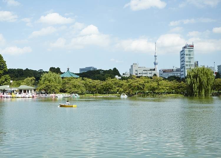东京体验㉕赏樱胜地，上野公园