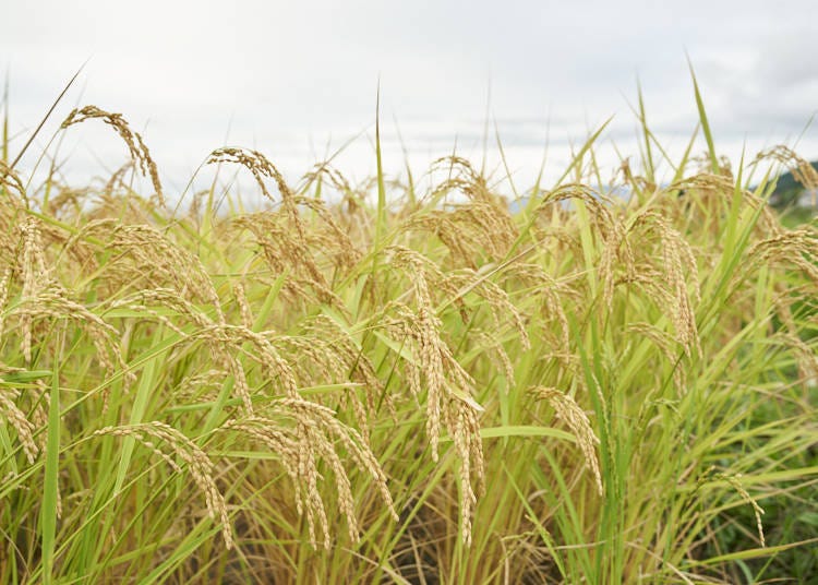 A rice field just on the turn to a glowing yellow