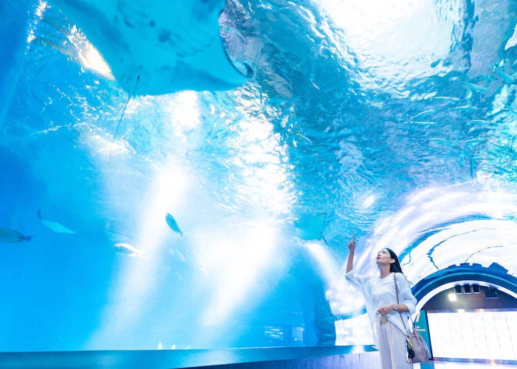 Beyond the state-of-the-art aquarium, Minato City has Tokyo Tower, unlimited shopping, and much more for your enjoyment before you hit the nightlife districts.