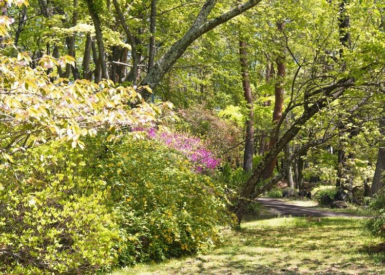 庭園には桜やアジサイなどが植えられ、季節によってさまざまな表情を見せます