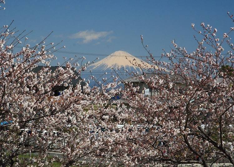 1. Mt. Fuji with Cherry Blossoms: Cycle along the Tochiyama and Asahina Rivers for stunning views
