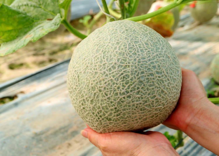 6. Main ways to enjoy melons