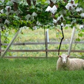 (Yamanashi) Private Wine Tasting Tour in Yamanashi Prefecture
▶ Details & Booking
(Photo: Viator)
