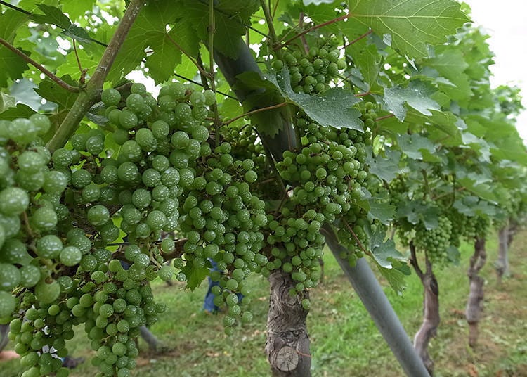 照片提供：奥野田葡萄酒