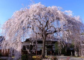 「しだれ桜」はどこで見られる？有名なしだれ桜スポットや種類・時期など徹底ガイド