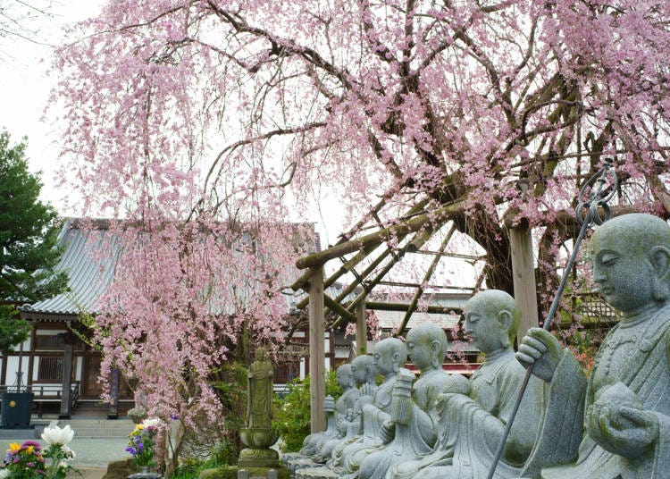 2. Flowering Times and Best Times to See Weeping Cherry Blossoms