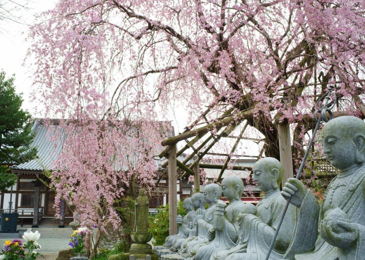 2. When Do Weeping Cherry Blossoms Bloom? Best Seasons and Timing