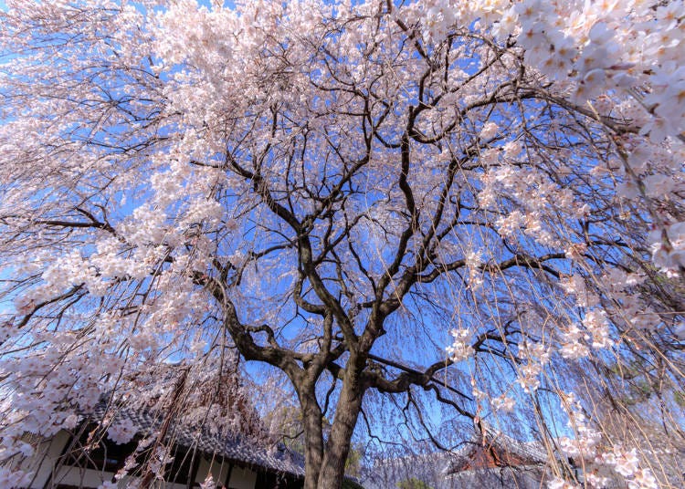 Details about   Weeping Cherry Tree 
