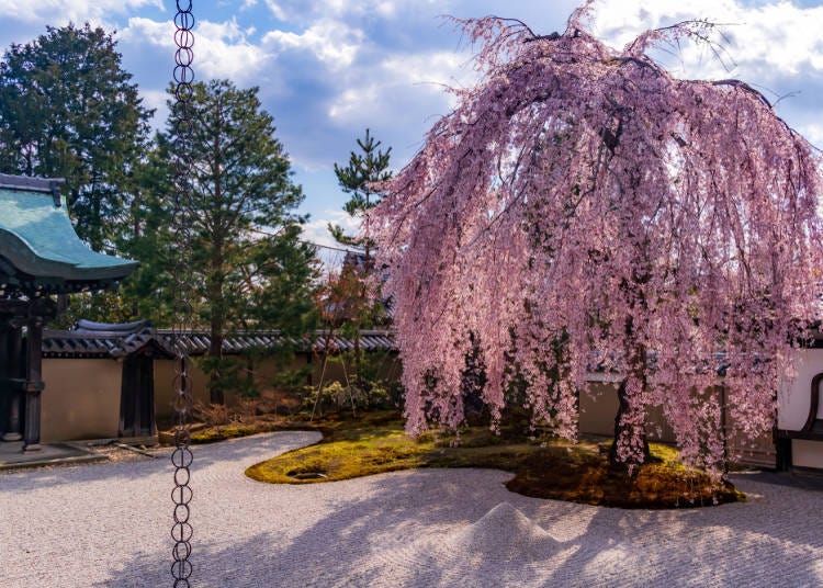 4. Weeping Cherry Blossoms FAQs