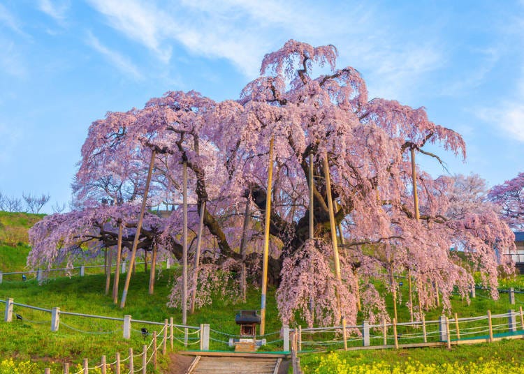 i. Miharu Takizakura (Fukushima Prefecture)