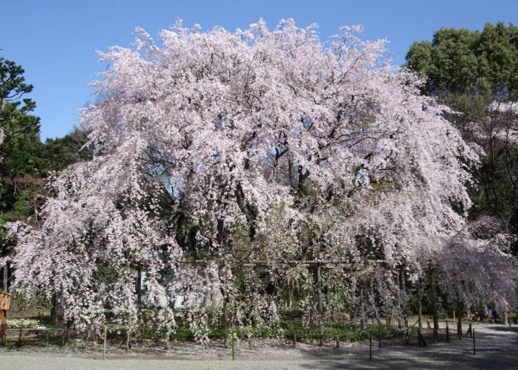 iv. Rikugien Gardens (Tokyo)