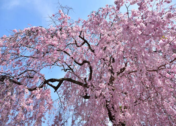 Weeping Pink Cherry Tree Idioticfashion