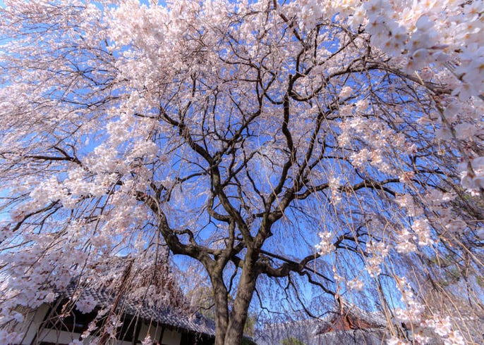 しだれ桜 はどこで見られる 有名なしだれ桜スポットや種類 時期など徹底ガイド Live Japan 日本の旅行 観光 体験ガイド