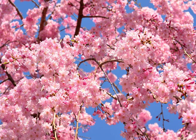 しだれ桜 はどこで見られる 有名なしだれ桜スポットや種類 時期など徹底ガイド Live Japan 日本の旅行 観光 体験ガイド