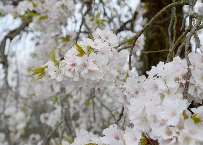 しだれ桜 はどこで見られる 有名なしだれ桜スポットや種類 時期など徹底ガイド Live Japan 日本の旅行 観光 体験ガイド