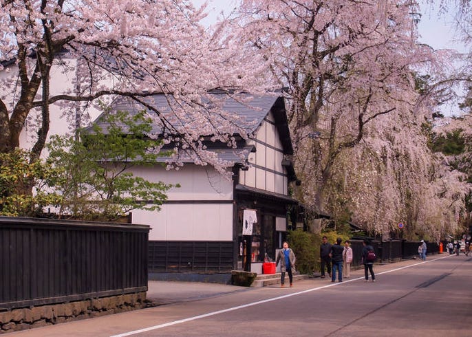しだれ桜 はどこで見られる 有名なしだれ桜スポットや種類 時期など徹底ガイド Live Japan 日本の旅行 観光 体験ガイド