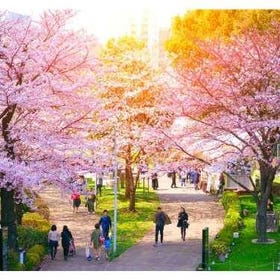 東京の桜の名所まとめ10選