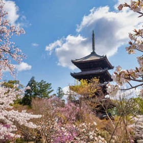 京都のおすすめ桜名所10選