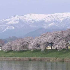 東北エリアで人気の桜の名所15選