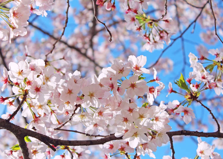 Japan's Most Famous Sakura Tree: What Kind of Flowers Are Somei-Yoshino Cherry  Blossoms? | LIVE JAPAN travel guide