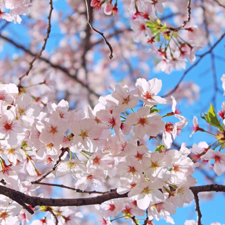 日本で最も有名な桜「ソメイヨシノ」ってどんな花？ - LIVE JAPAN 