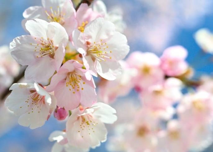 日本で最も有名な桜 ソメイヨシノ ってどんな花 Live Japan 日本の旅行 観光 体験ガイド
