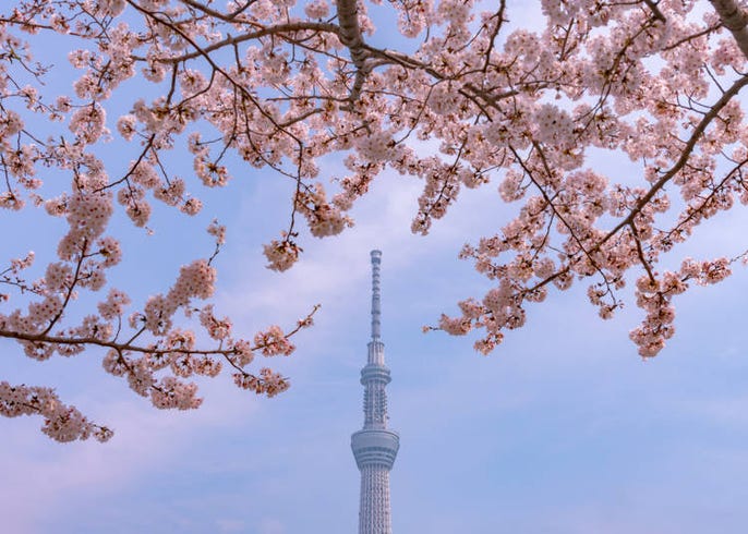 日本で最も有名な桜 ソメイヨシノ ってどんな花 Live Japan 日本の旅行 観光 体験ガイド