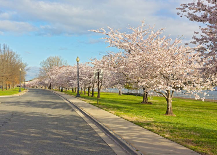 ポトマック公園の桜