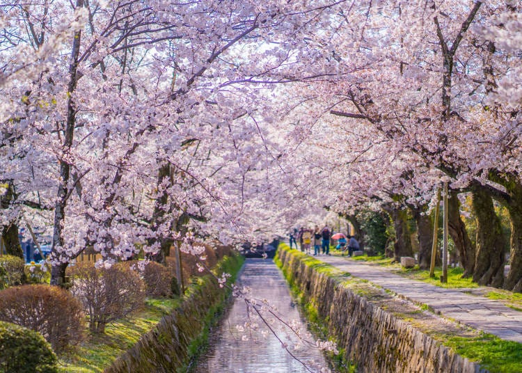 ③哲学之道/京都府