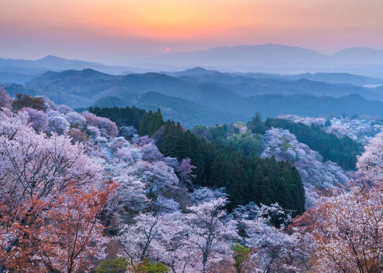 奈良县吉野山的樱花