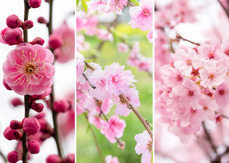 매화, 복사꽃, 벚꽃, 봄을 알리는 세 꽃의 차이점과 구별법 완벽해설