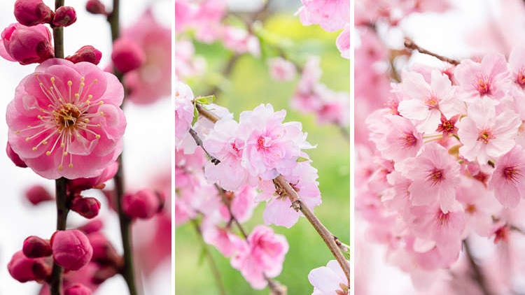 What is the Difference Between Plum and Cherry Blossom? How To Tell Them Apart & 7 Places to See Them