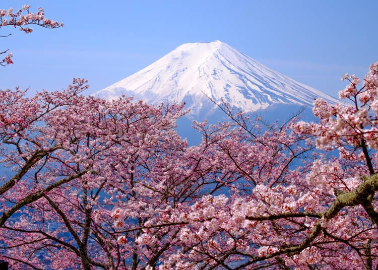 1. Plum, peach, and cherry blossoms are important parts of Japanese culture!