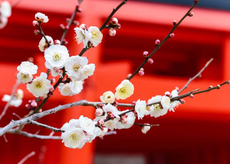 Plum Blossoms (梅の花)