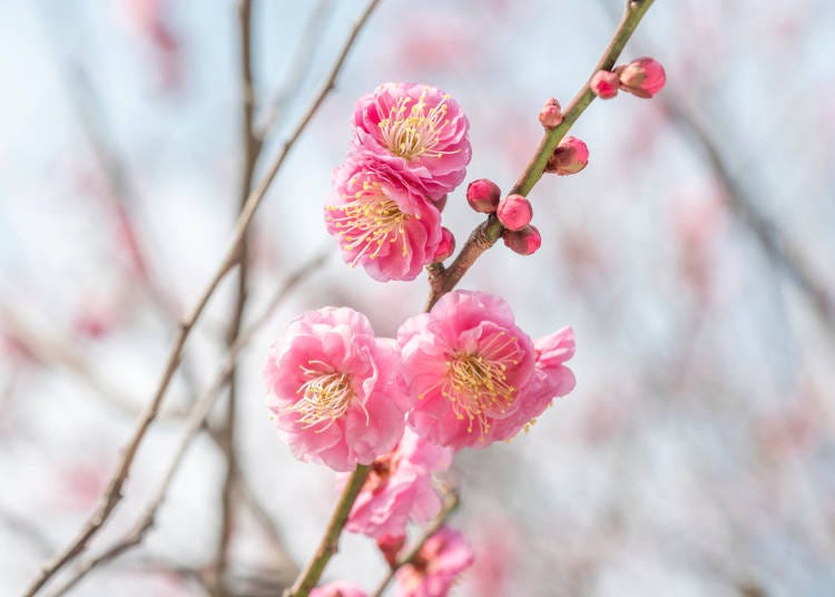 Peach Blossoms (桃の花)