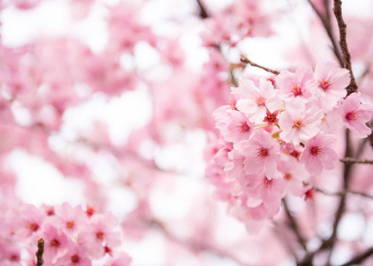 Cherry Blossom (桜の花)