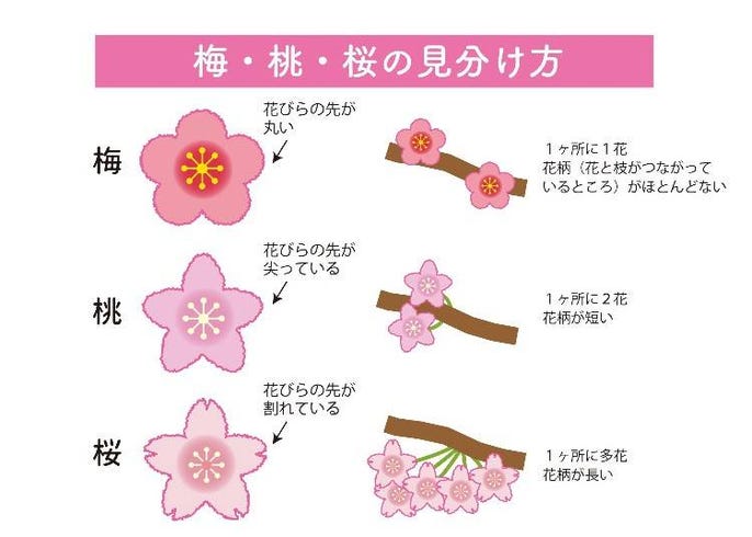 梅 桃 桜 春を告げる３つの花の違いと見分け方徹底解説 Live Japan 日本の旅行 観光 体験ガイド