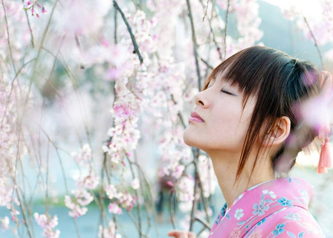 梅 桃 桜 春を告げる３つの花の違いと見分け方徹底解説 Live Japan 日本の旅行 観光 体験ガイド