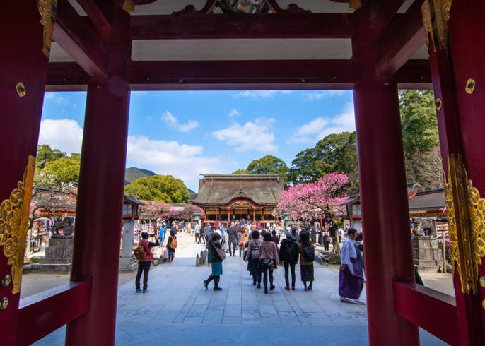 梅 桃 桜 春を告げる３つの花の違いと見分け方徹底解説 Live Japan 日本の旅行 観光 体験ガイド
