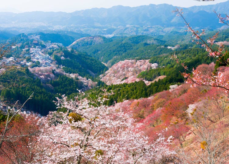 ③吉野山、中千本／奈良縣