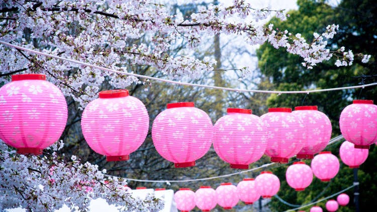 일본 각지에서 열리는 유명한 벚꽃축제 총정리