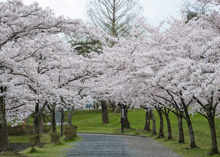 3. Tsuruoka Cherry Blossom Festival (Tsuruoka City, Yamagata Prefecture)