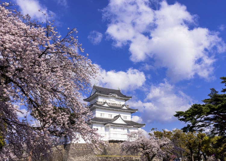 6. Odawara Cherry Blossom Festival (Odawara City, Kanagawa Prefecture)
