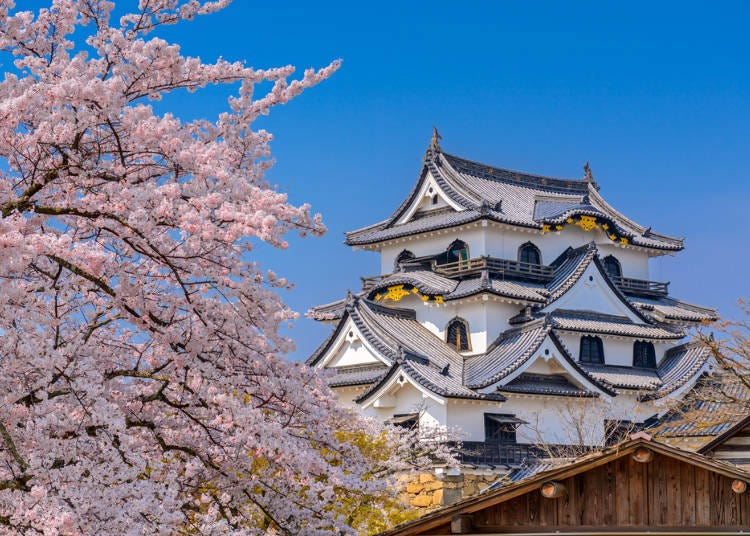 7. Hikone Castle Cherry Blossom Festival (Hikone City, Shiga Prefecture)