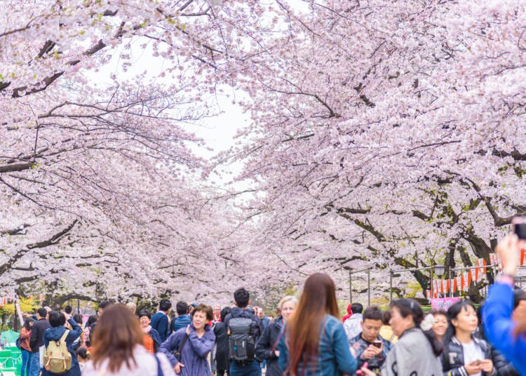 ⑤上野樱花祭／东京都