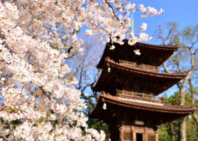 Entsukaku, a three-story pagoda designated as a national tangible cultural property, and cherry blossoms.