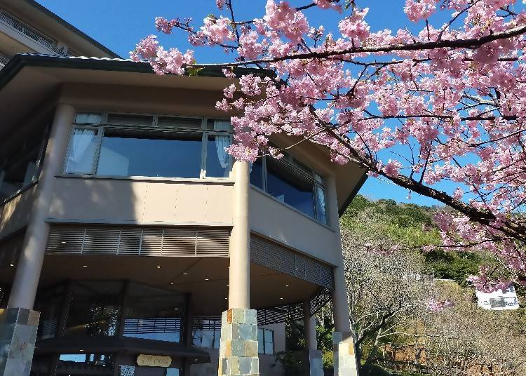 “Kawazu-zakura” cherry blossoms adorn the entrance.