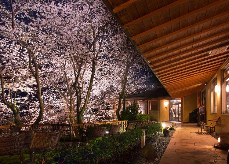 Illuminated cherry blossoms on the terrace.