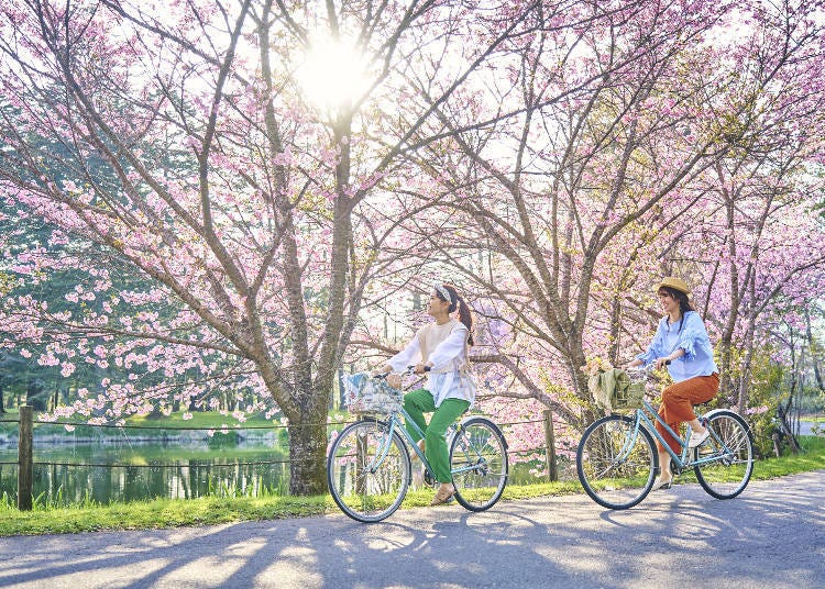 Experience the slightly delayed spring in Karuizawa to the fullest
