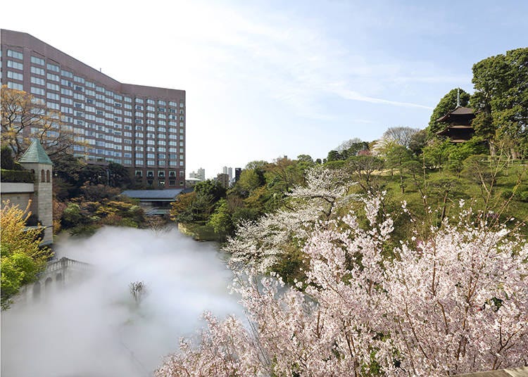 霧の庭園演出「東京雲海」と桜のコラボレーション風景